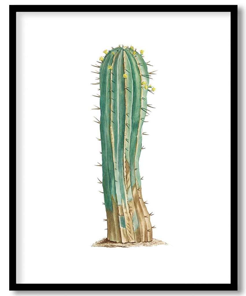 Euphorbia Officinarum from Histoire des Plantes Grasses (1799) by Pierre Joseph Redouté