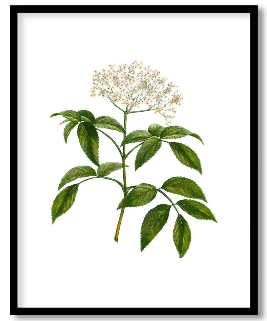 Elder (Sambucus nigra) from Treatise On Trees And Shrubs Grown In Open Ground In France