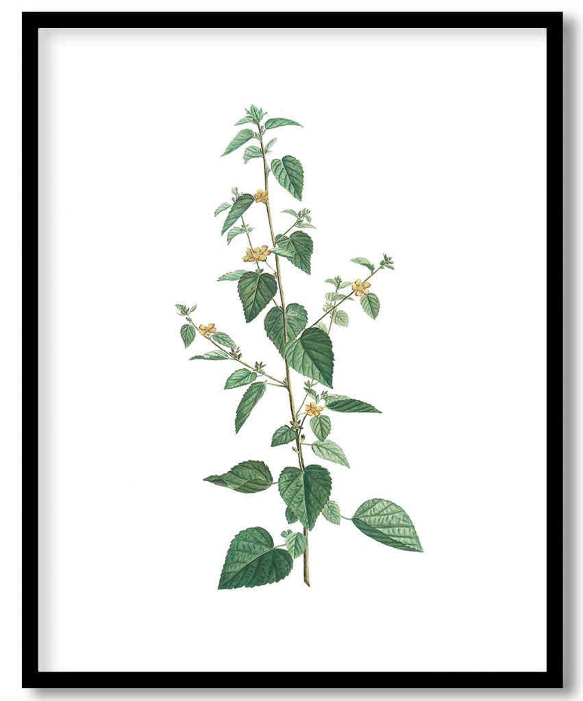 Ehretia Internodis from Stirpes Novae aut Minus Cognitae (1784) by Pierre Joseph Redouté