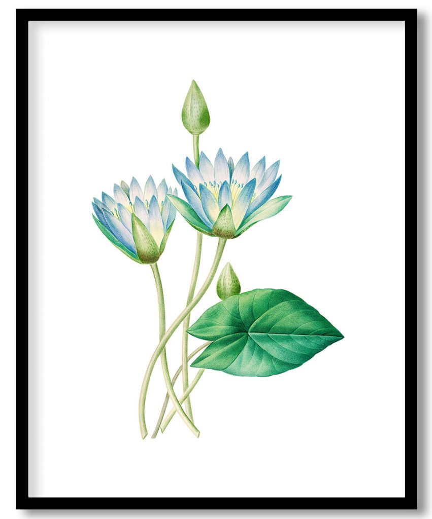 Egyptian lotus flower botanical by Pierre Joseph Redouté