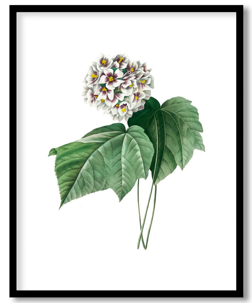 Dombeya Amelia by Pierre Joseph Redouté (1759–1840)