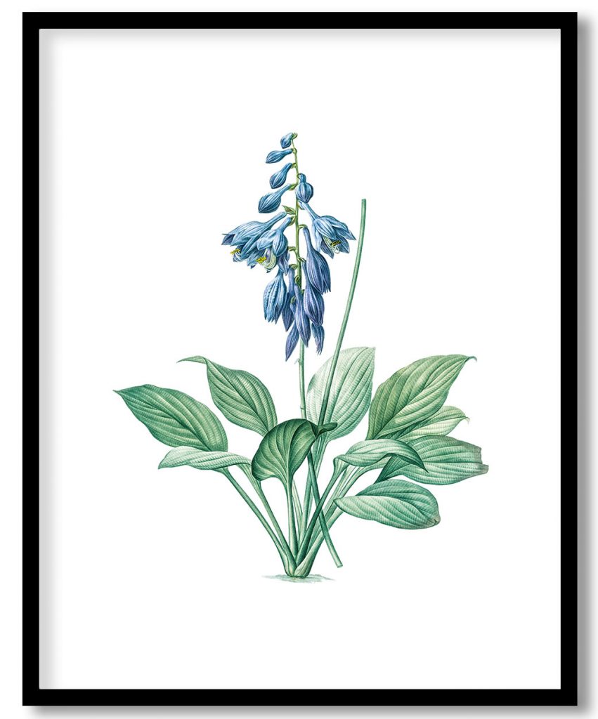 Daylily from Les liliacées (1805) by Pierre Joseph Redouté