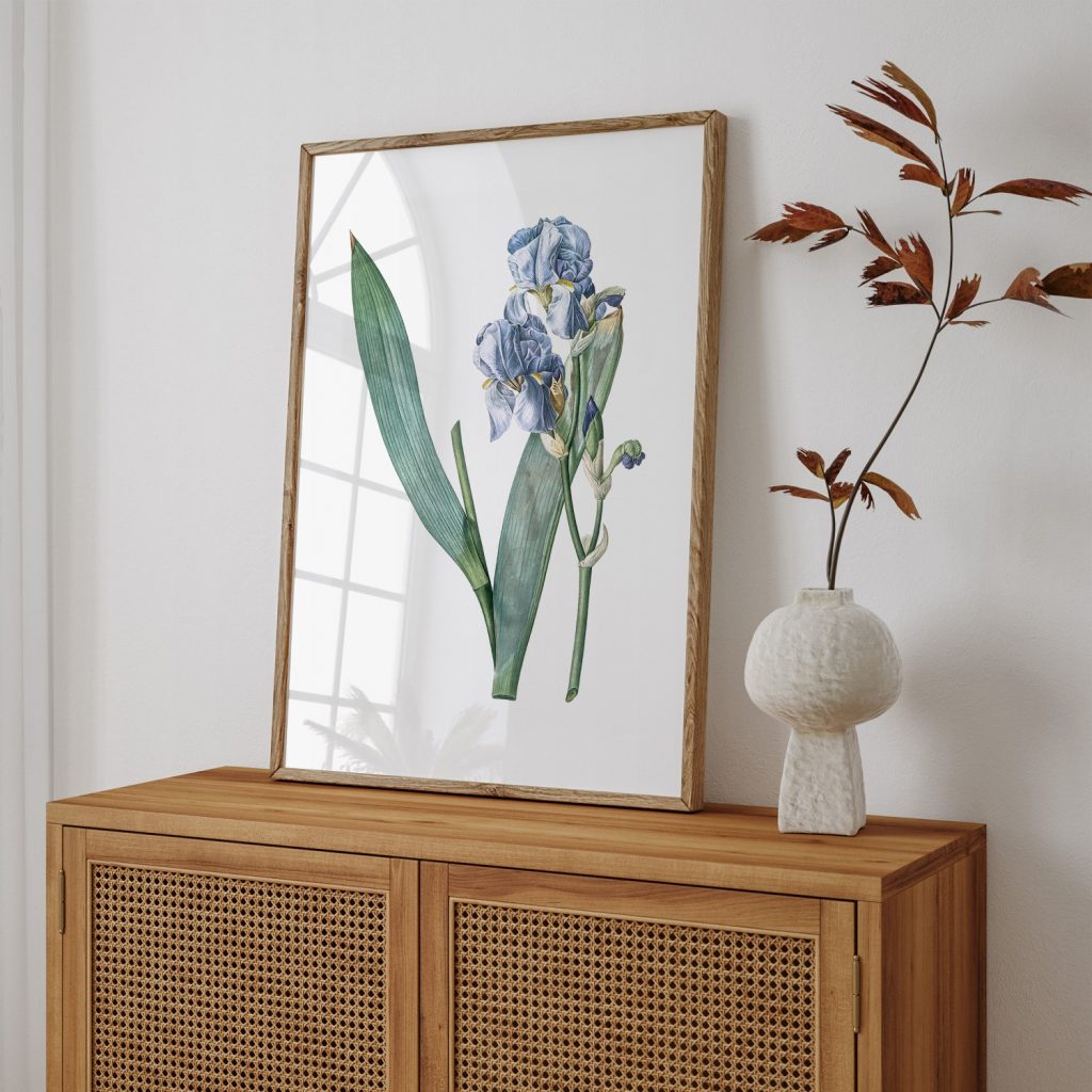 Dalmatian iris from Les liliacées (1805) by Pierre Joseph Redouté #66