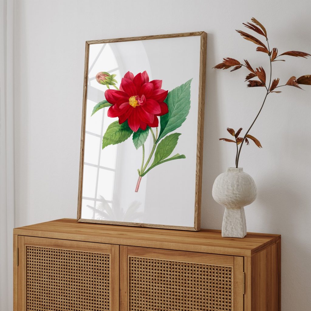 Dahlia double flower botanical by Pierre Joseph Redouté