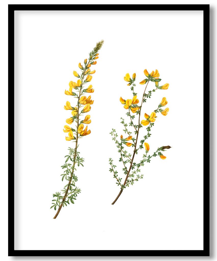 Cytisus complicatus and cytisus telonensis (1801–1819) from Treatise On Trees And Shrubs Grown In Open Ground In France