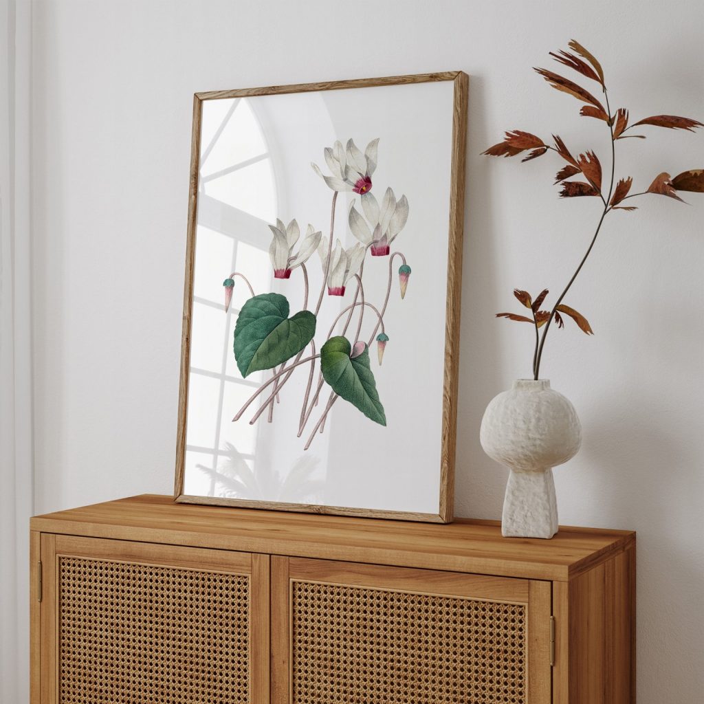 Cyclamen by Pierre Joseph Redouté (1759–1840)