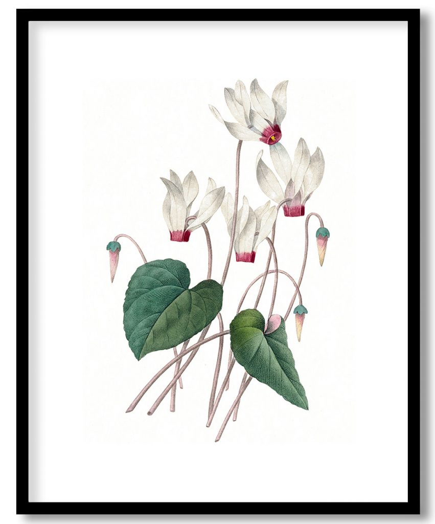 Cyclamen by Pierre Joseph Redouté (1759–1840)