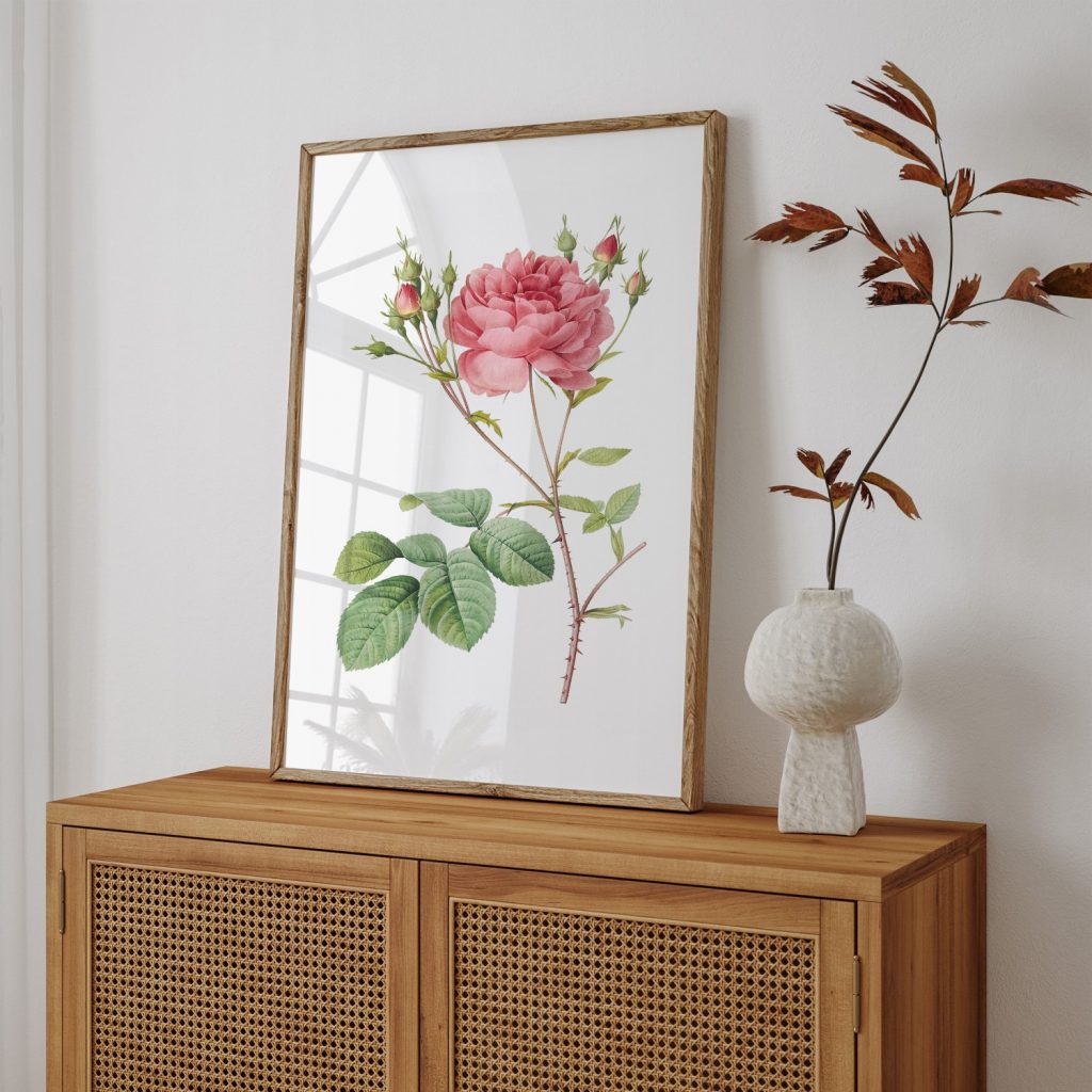 Cumberland Rose, Rosa Centifolia Anglica Rubra from Les Roses (1817–1824) by Pierre Joseph Redouté
