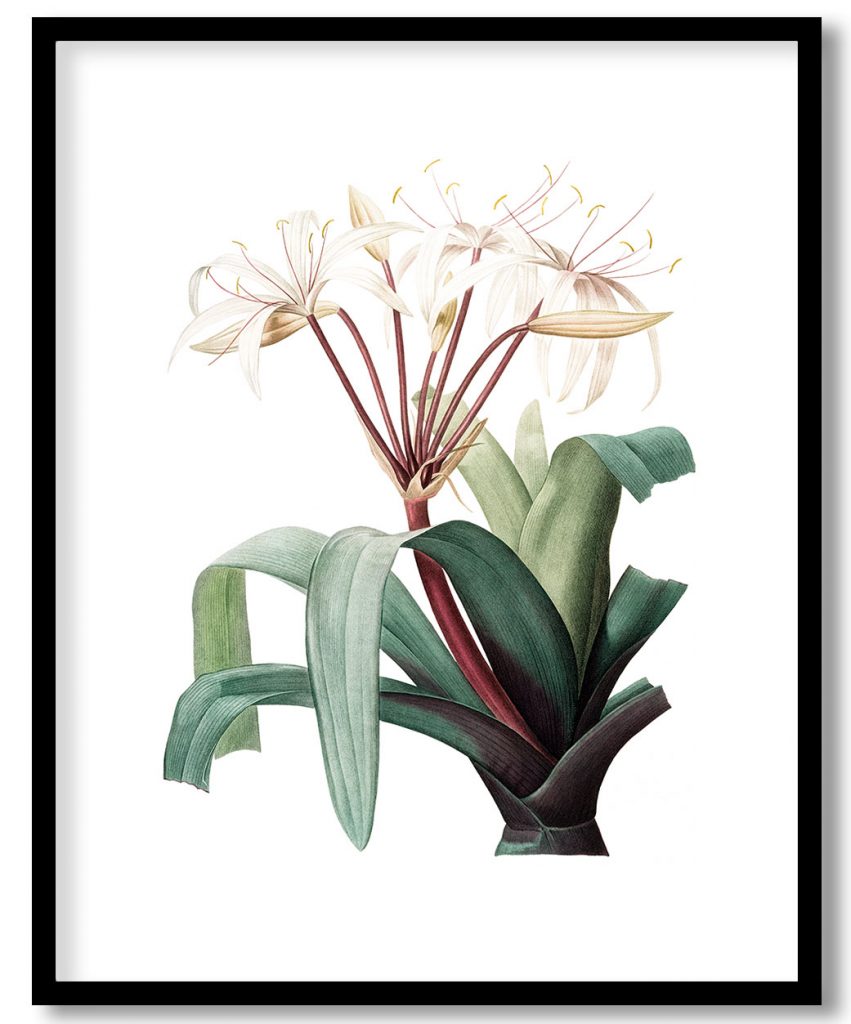 Crinum erubescens from Les liliacées (1805) by Pierre Joseph Redouté