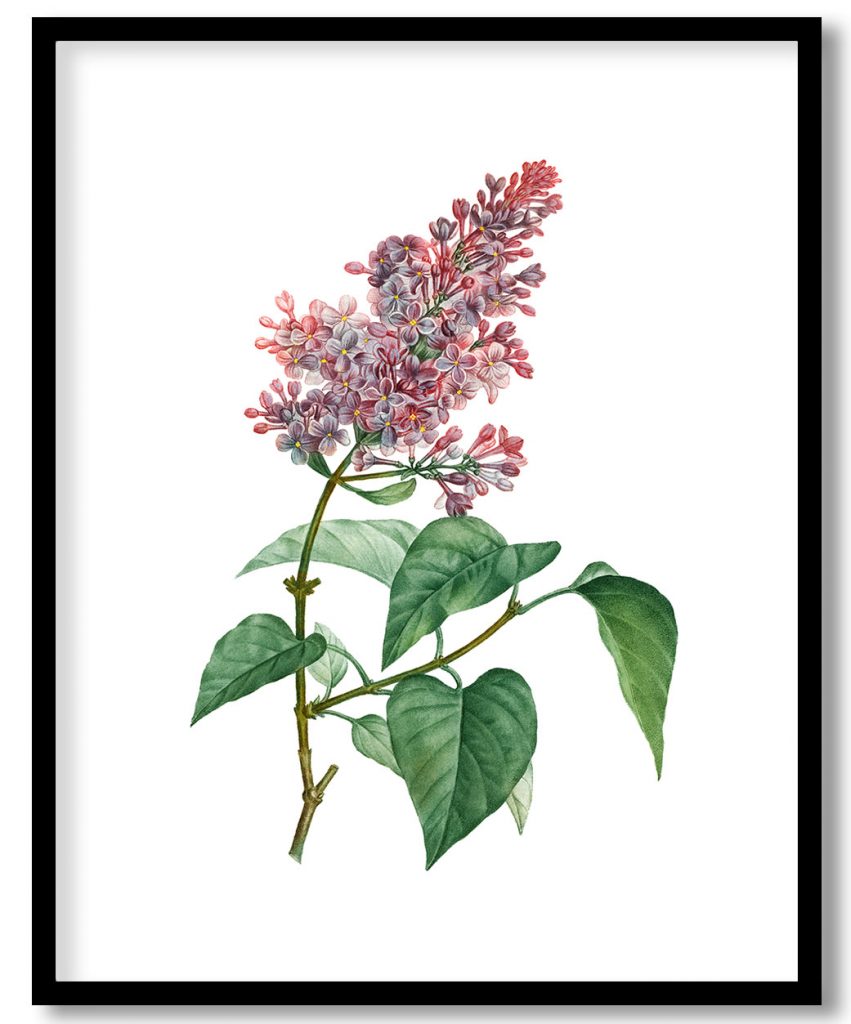 Comon lilac (Lilac vulgaris) from Treatise On Trees And Shrubs Grown In Open Ground In France