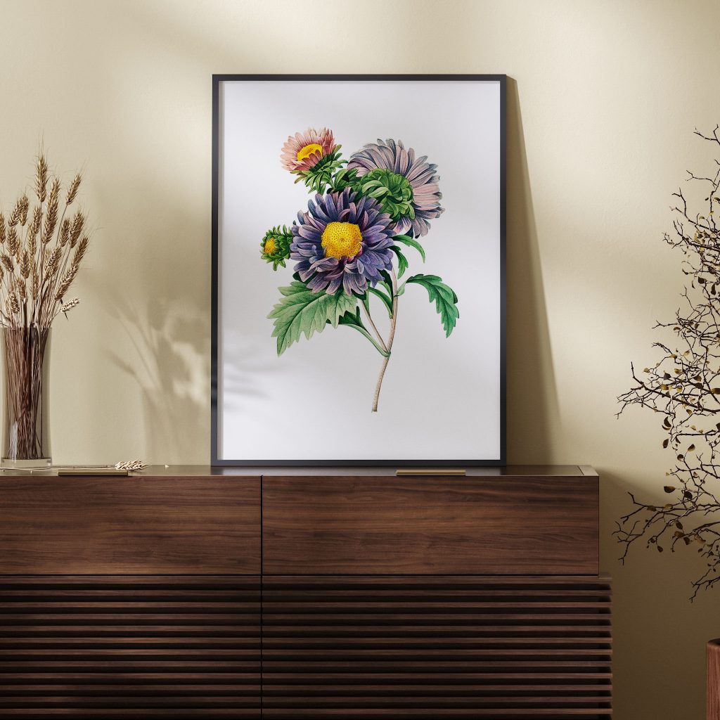 China aster flower botanical by Pierre Joseph Redouté