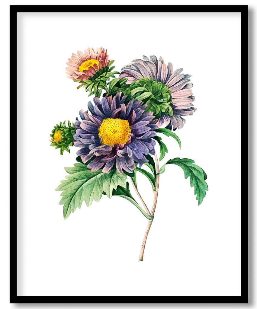 China aster flower botanical by Pierre Joseph Redouté
