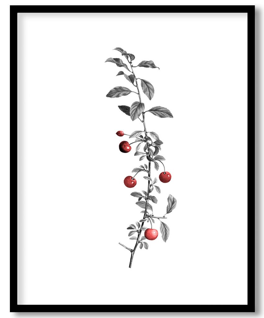 Cherry branch by Pierre Joseph Redouté