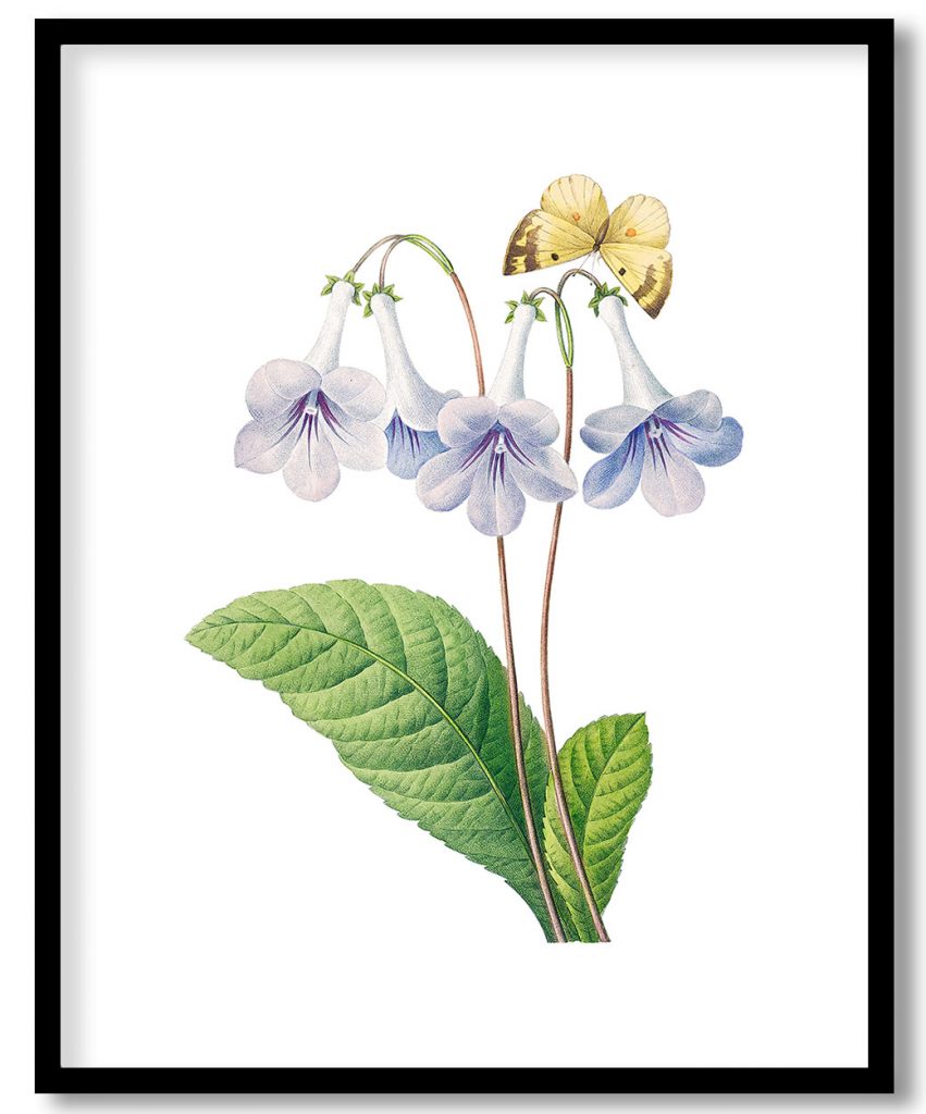 Canterbury by Pierre Joseph Redouté (1759–1840)