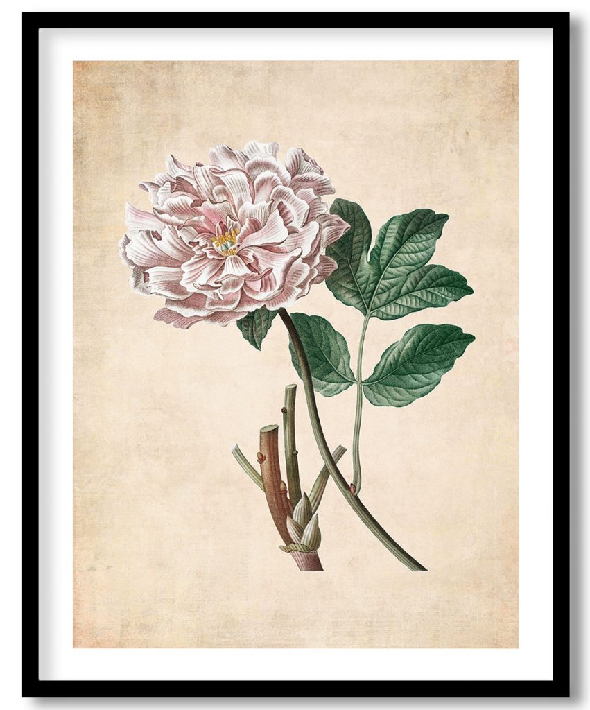 Moutan peony - Pressed Vintage Botanical