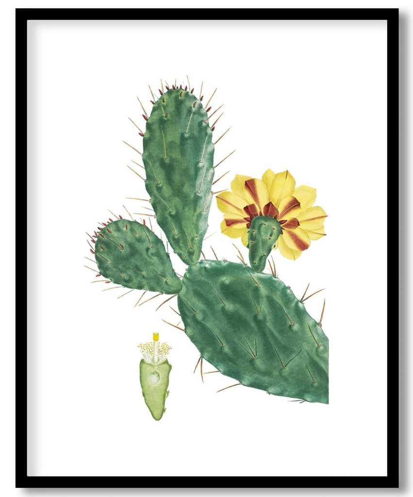 Cactus Opuntia Tuna (Prickly Pear) from Histoire des Plantes Grasses (1799) by Pierre Joseph Redouté