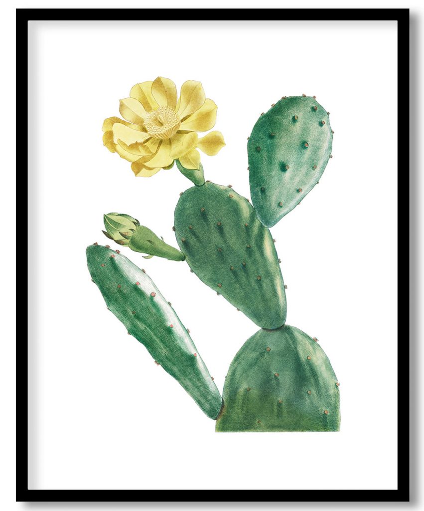 Cactus Opuntia Inermis from Histoire des Plantes Grasses (1799) by Pierre Joseph Redouté