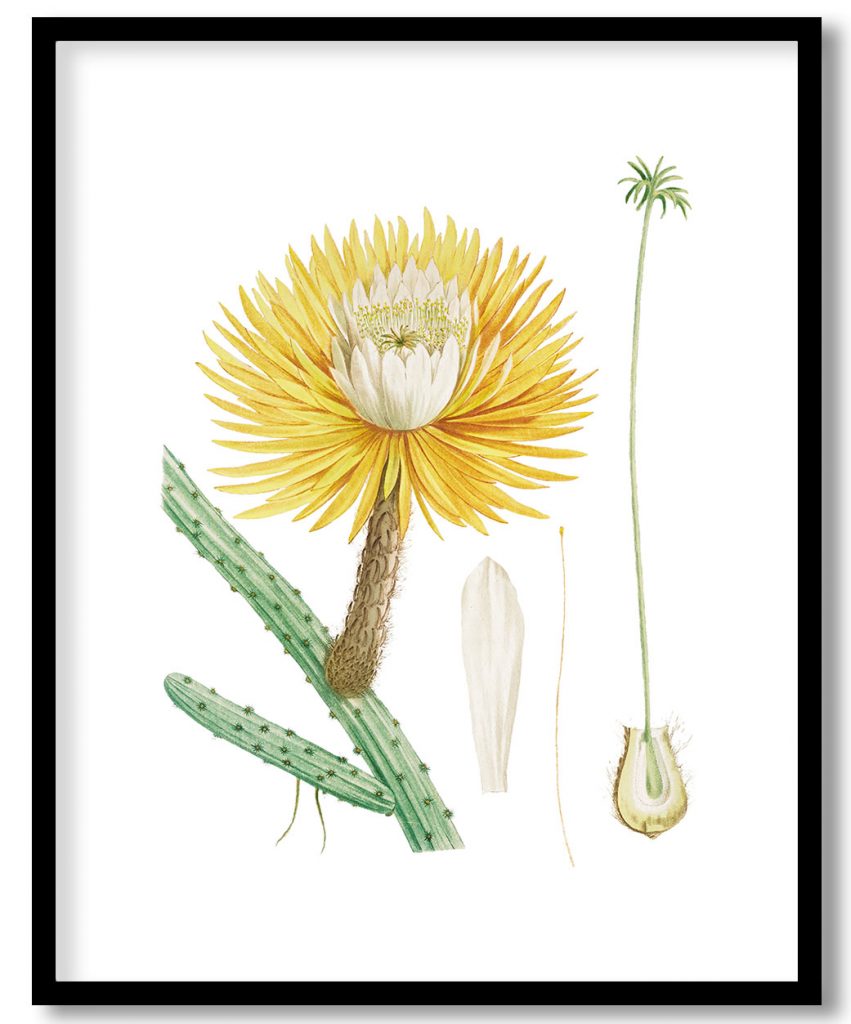 Cactus Grandiflorus from Histoire des Plantes Grasses (1799) by Pierre Joseph Redouté