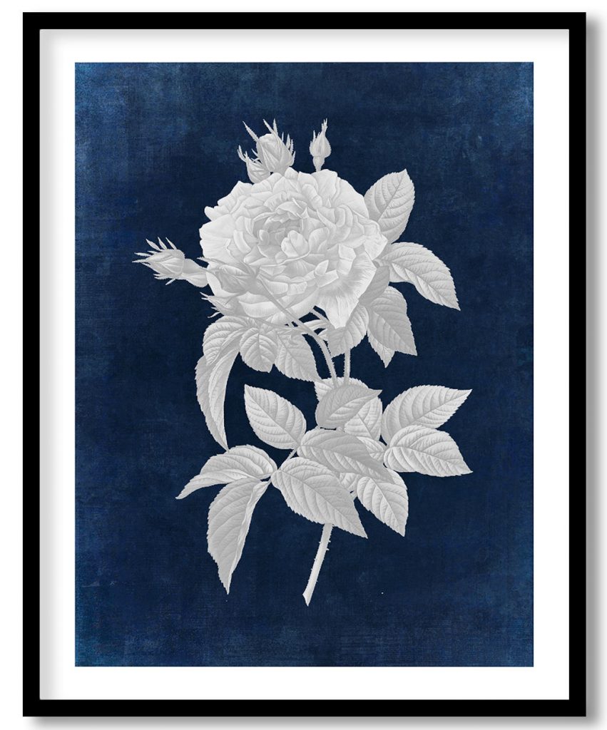 Gallic Rose, Rosa gallica regalis - Indigo Pressed