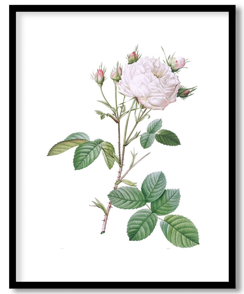 Cabbage Rose White Provence also known as Unique Blance (Rosa centifolia mutabilis)