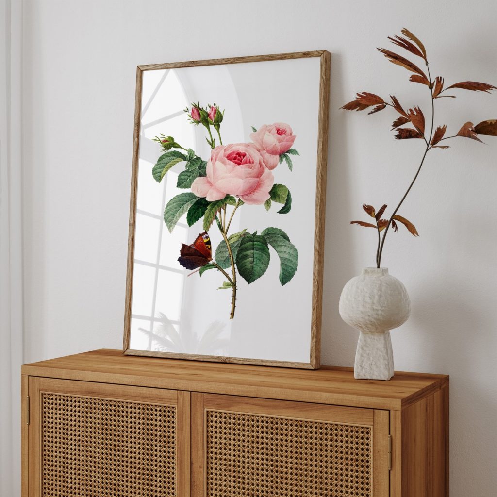 Cabbage rose flower botanical by Pierre Joseph Redouté #154564