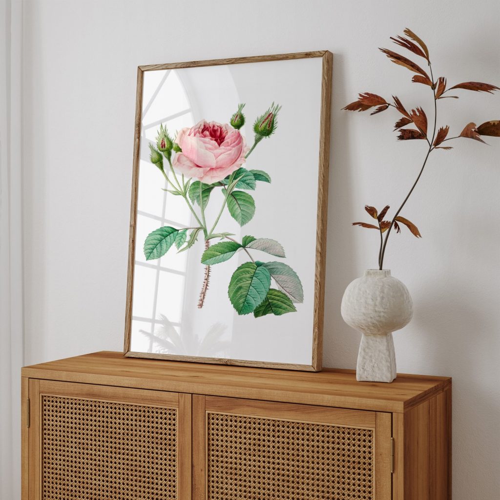 Cabbage rose flower botanical by Pierre Joseph Redouté #154566