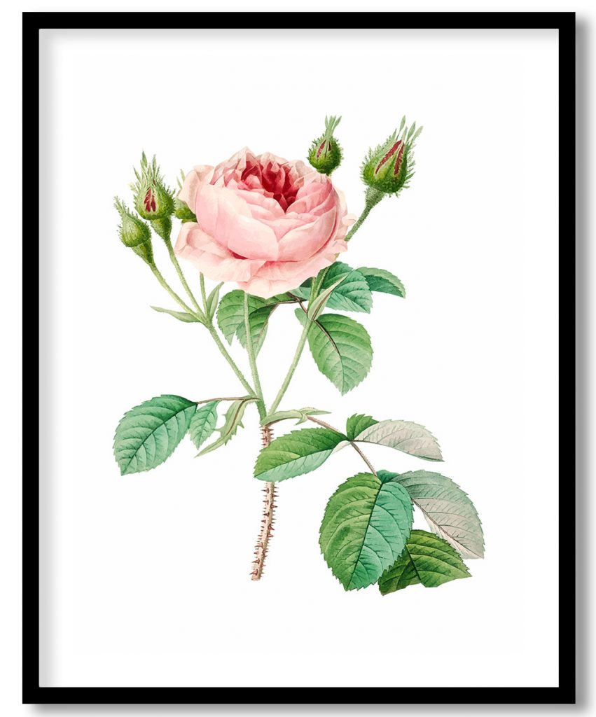 Cabbage rose flower botanical by Pierre Joseph Redouté #154569