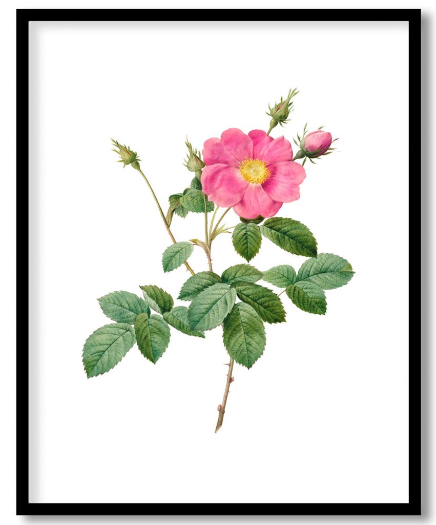 Cabbage Rose (Rosa Centifolia Simplex) (1817–1824) by Pierre Joseph Redouté and Henry Joseph Redouté