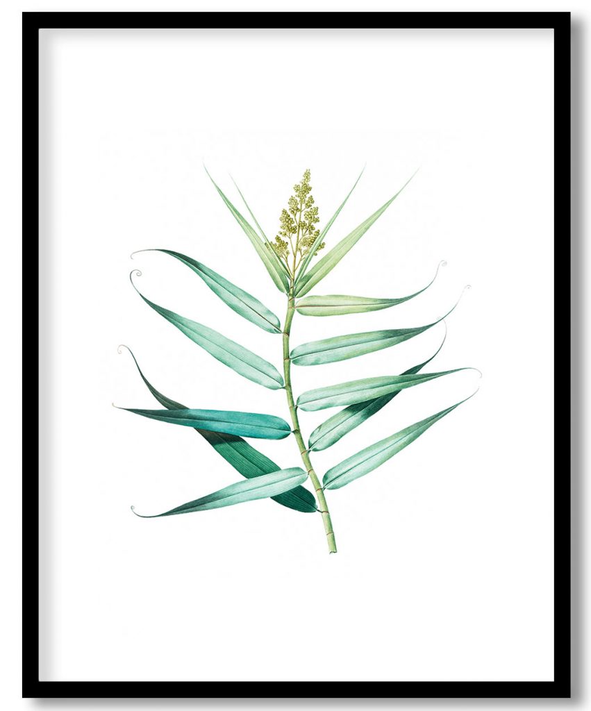 Bush cane  from Les liliacées (1805) by Pierre Joseph Redouté