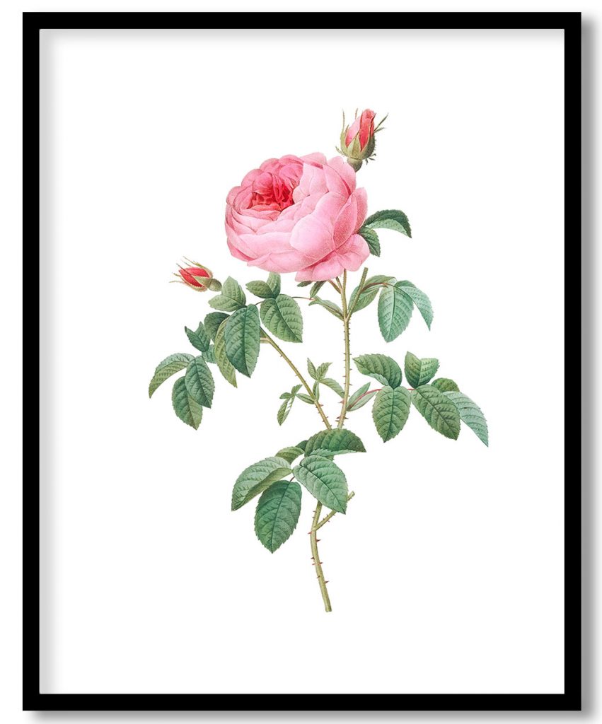 Burgundy Cabbage Rose, the Hundred-Leaves of Bordeaux (Rosa centifolia urgundiaca)