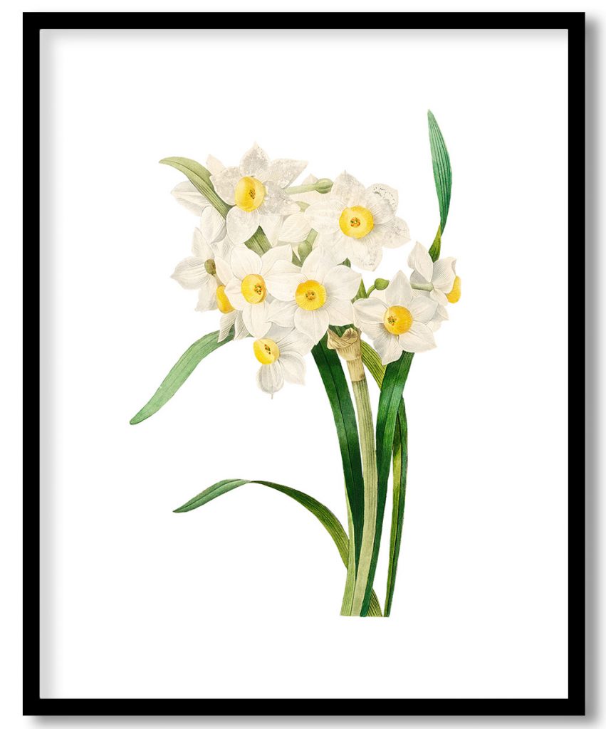 Bunched flower daffodil