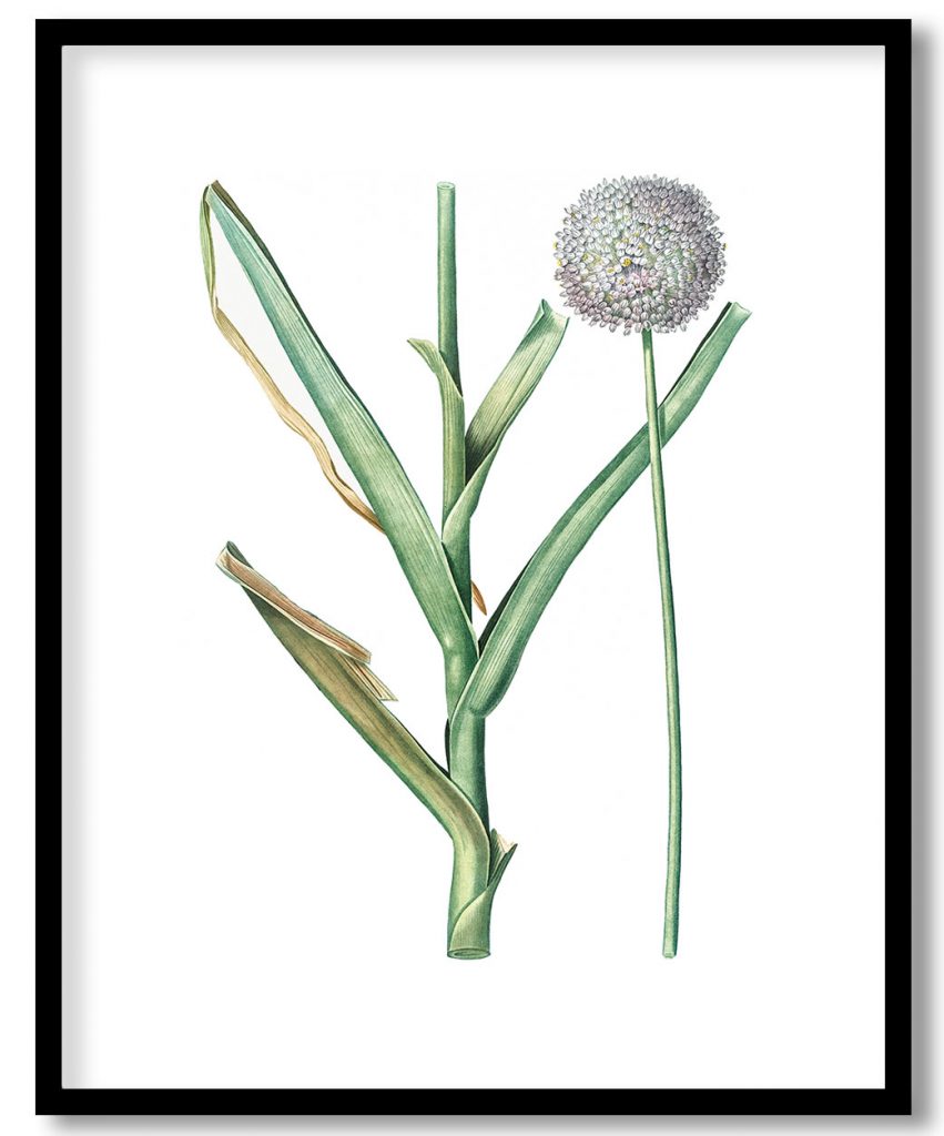 Broadleaf wild leek from Les liliacées (1805) by Pierre Joseph Redouté