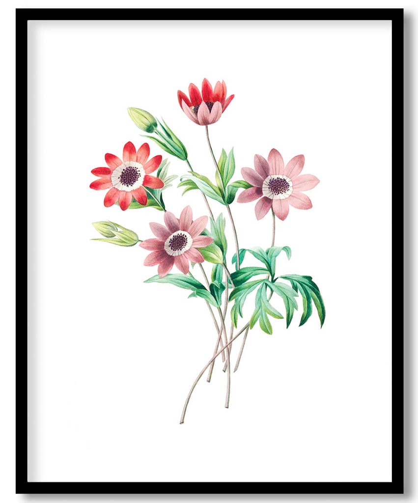 Broad leaved anemone flower botanical by Pierre Joseph Redouté