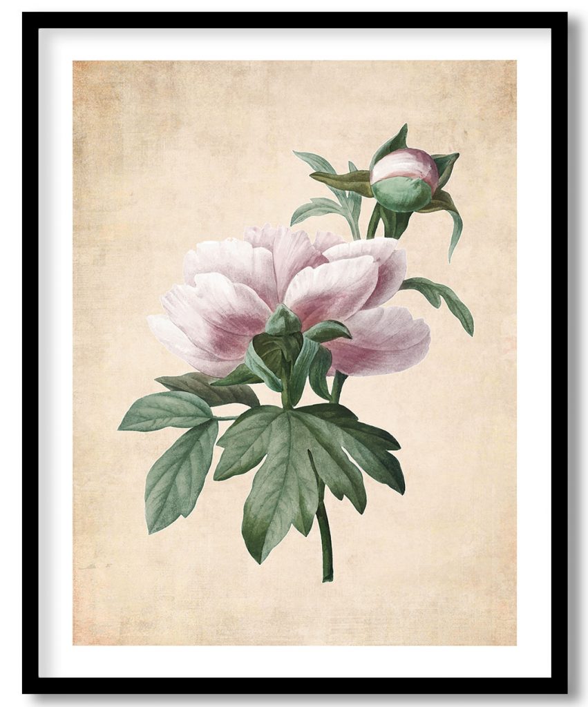 Peony flower botanical - Pressed Vintage Botanical