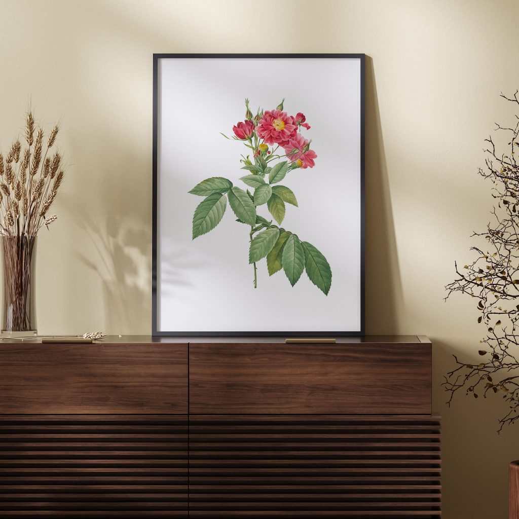 Boursault Rose, also known as Rambling Rose (Rosa l'heritieranea) from Les Roses (1817–1824) by Pierre Joseph Redouté