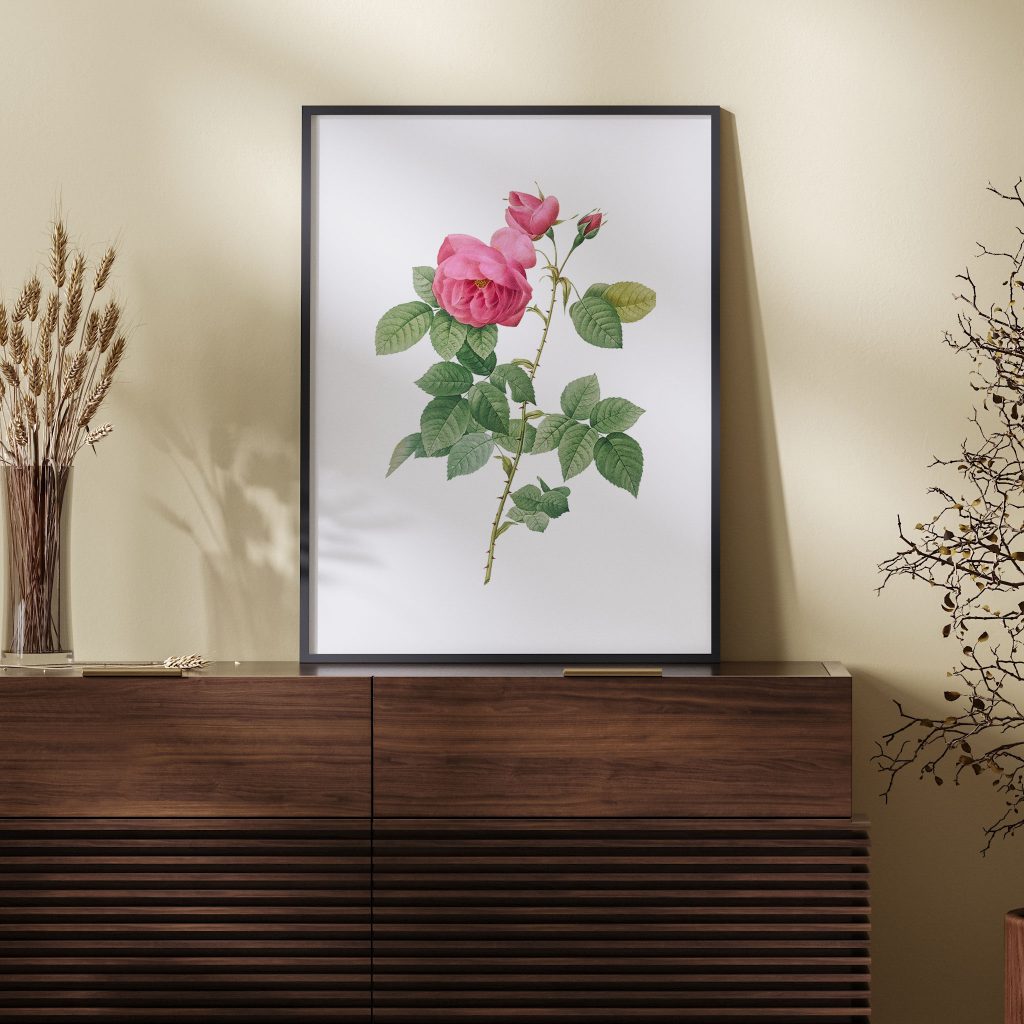 Bourbon Rose, Rosa canina burboniana from Les Roses (1817–1824) by Pierre Joseph Redouté