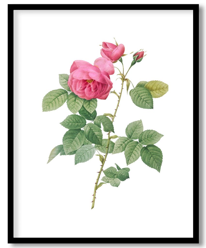 Bourbon Rose, Rosa canina burboniana from Les Roses (1817–1824) by Pierre Joseph Redouté