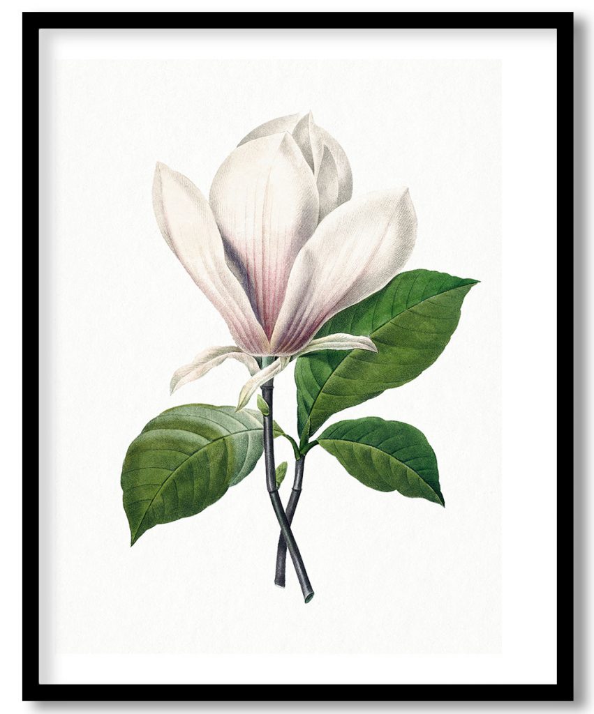 Botanical Magnolia Soulangeana flower by Pierre Joseph Redouté