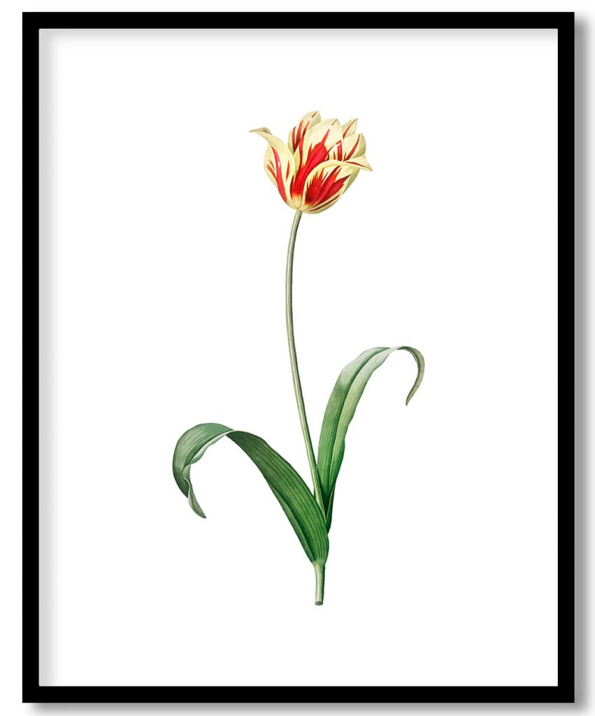Vintage Didier's tulip