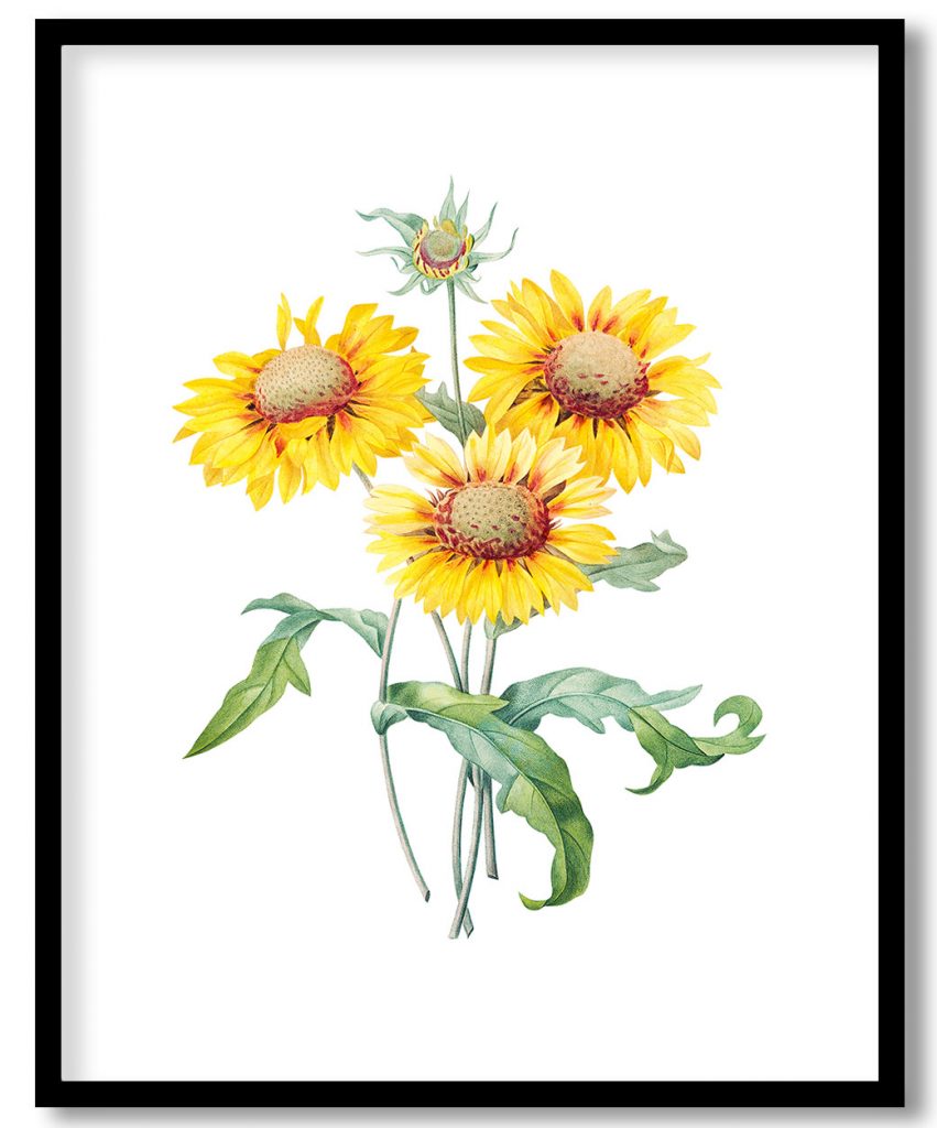Blanket flower botanical , remixed from artworks by Pierre Joseph Redouté