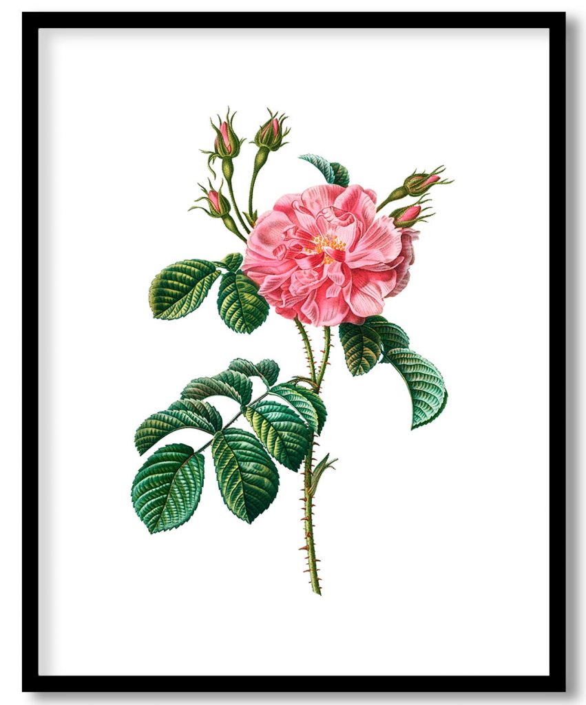 Vintage pink wild rose