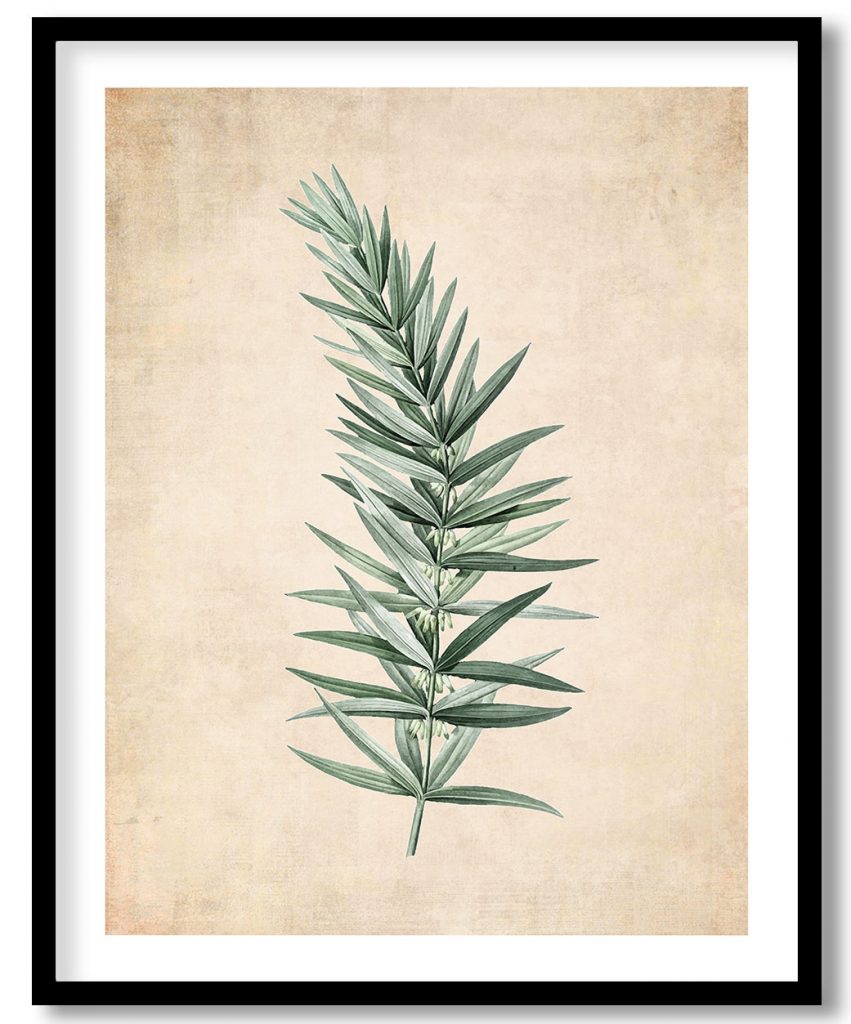 Whorled Solomon's seal - Pressed Vintage Botanical