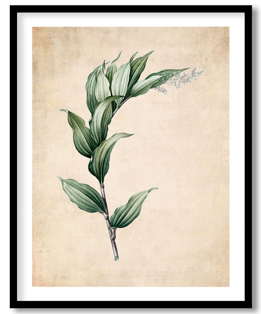 Treacleberry - Pressed Vintage Botanical