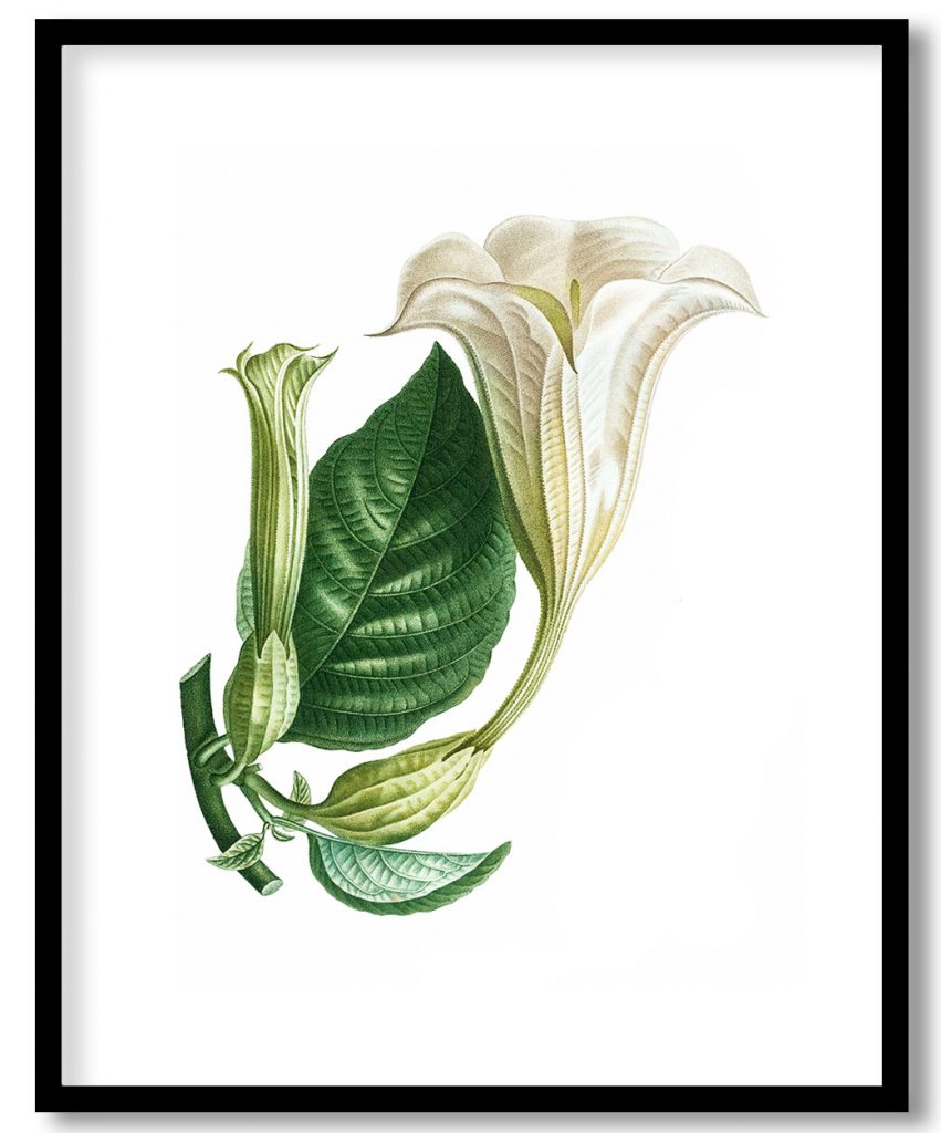 Angel's trumpet (Datura arborea) from Treatise On Trees And Shrubs Grown In Open Ground In France
