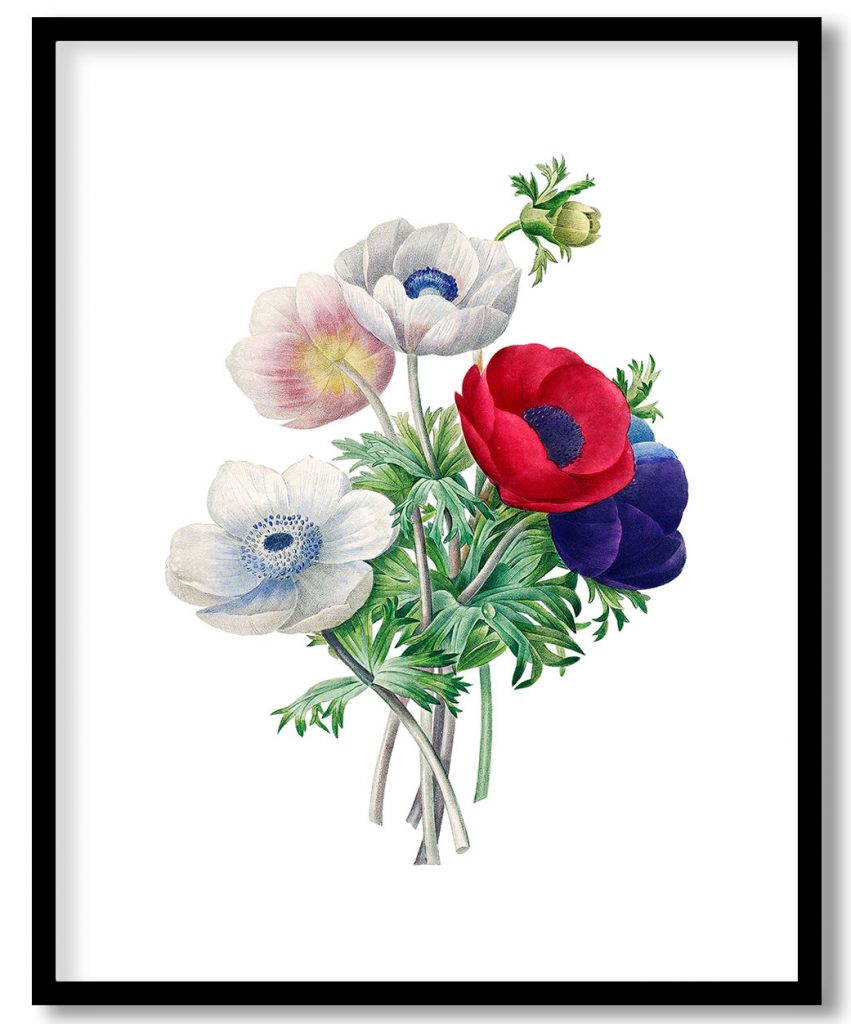 Anemone flower botanical