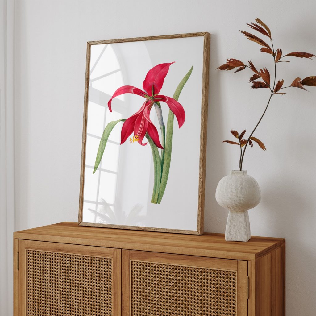 Amaryllis flower by Pierre Joseph Redouté