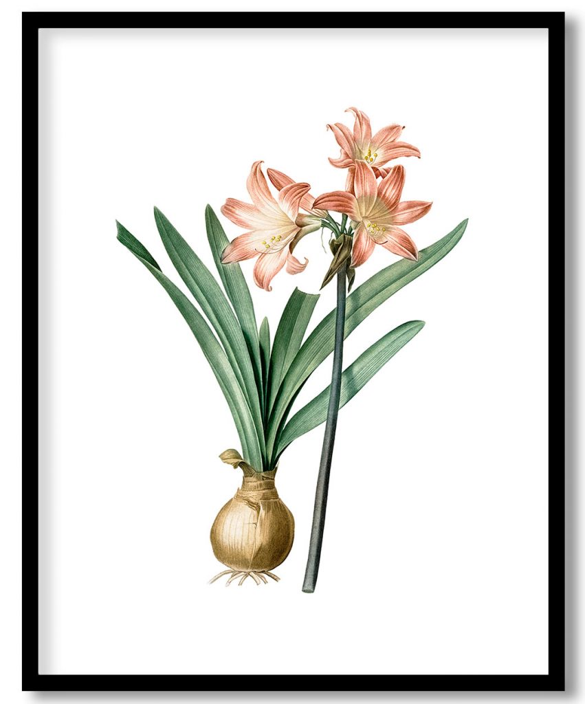 Amaryllis Belladonna from Les liliacées (1805) by Pierre Joseph Redouté