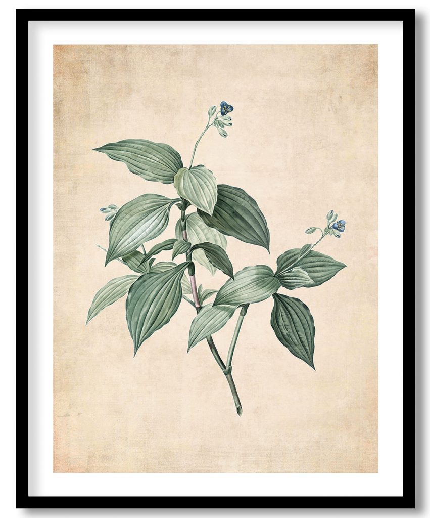 Tradescantia Erecta - Pressed Vintage Botanical