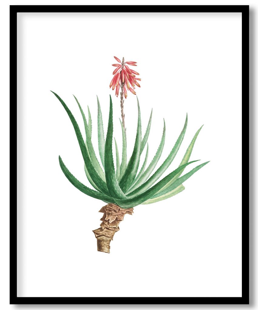 Aloe Socotrina Image from Histoire des Plantes Grasses (1799) by Pierre Joseph Redouté