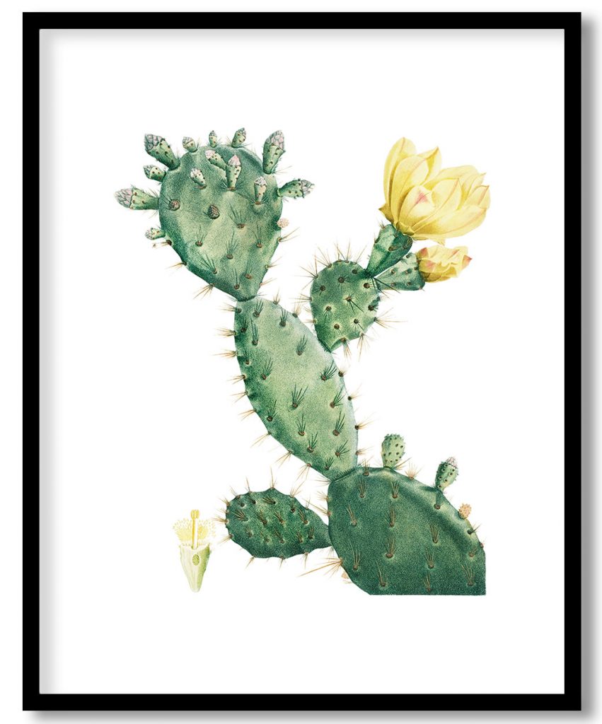 Aloe Opuntia Polyanthos Image from Histoire des Plantes Grasses (1799) by Pierre Joseph Redouté